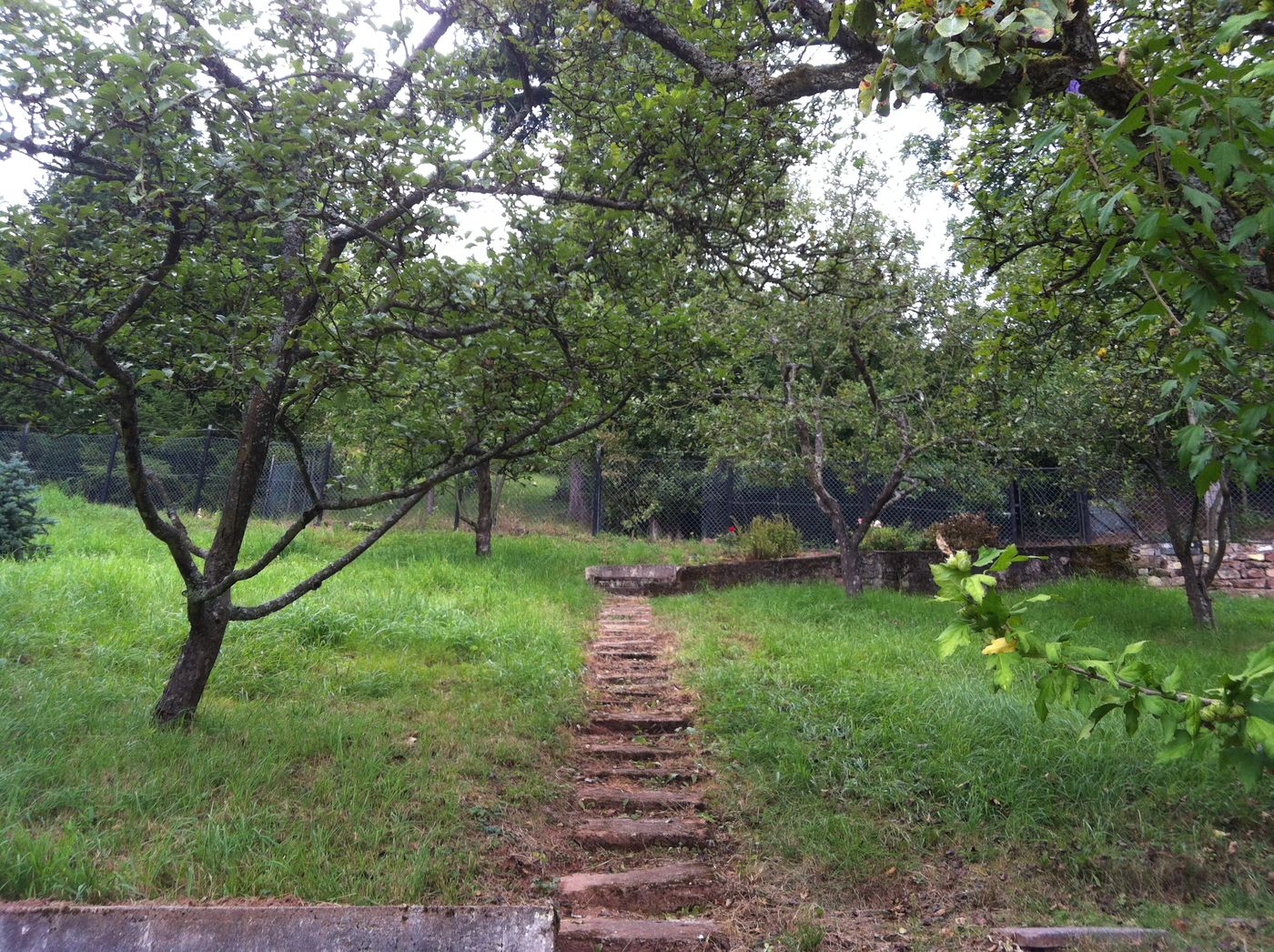 Obstbaum